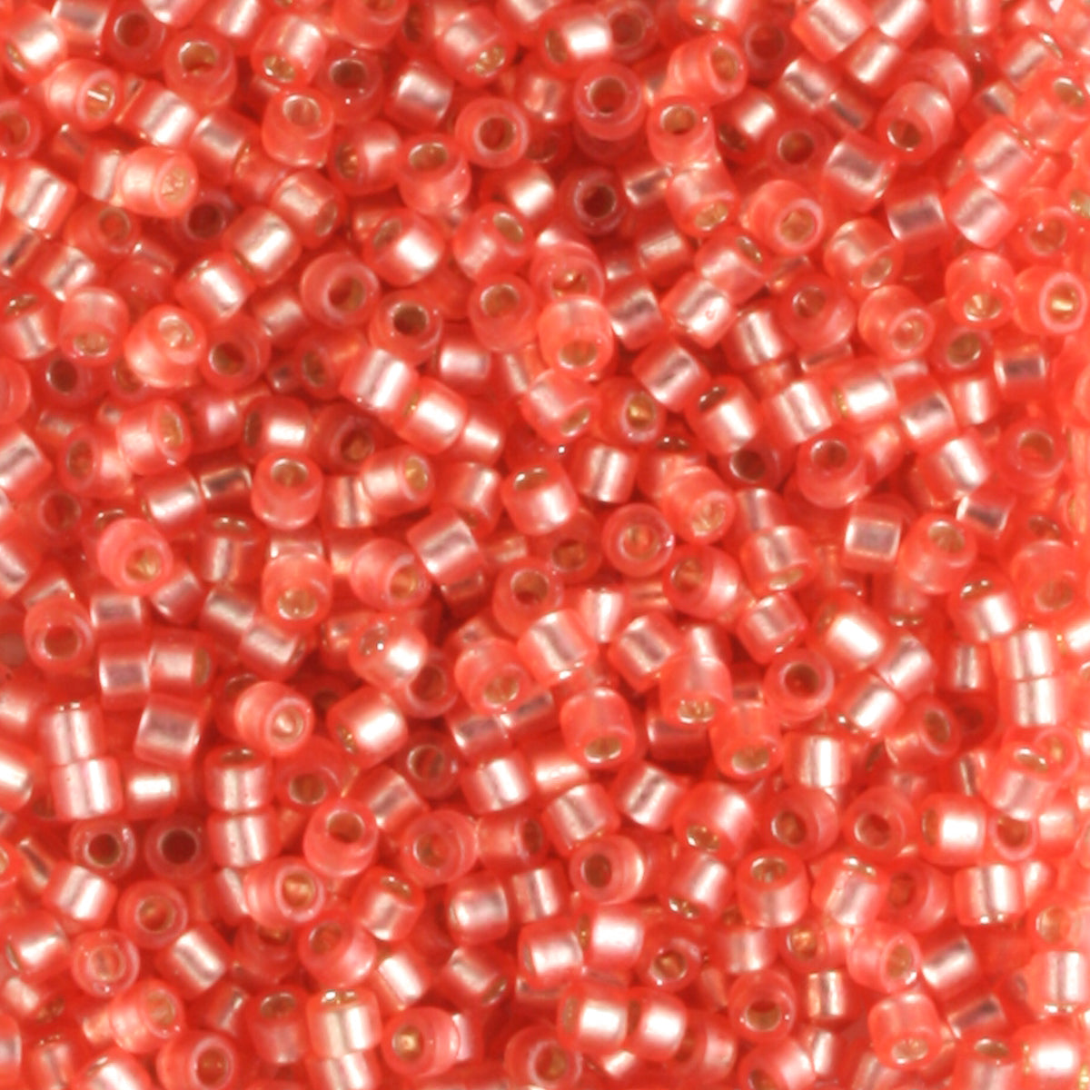 DB0684 Silver Lined Frost Medium Rose